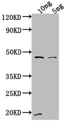 Western Blot
Positive WB detected in Recombinant protein
All lanes: VAM6 antibody at 1:2000
Secondary
Goat polyclonal to rabbit IgG at 1/50000 dilution
Predicted band size: 42 kDa
Observed band size: 44 kDa