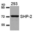 Western blot analysis of extracts from 293 cells using SHP-2(Ab-580) Antibody.