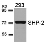 Western blot analysis of extracts from 293 cells using SHP-2(Ab-580) Antibody.