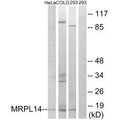 Western blot analysis of extracts from HeLa cells, COLO cells and 293 cells, using MRPL14 antibody.