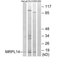 Western blot analysis of extracts from HeLa cells, COLO cells and 293 cells, using MRPL14 antibody.