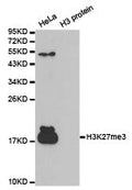 Western blot analysis of extracts of HeLa cell line and H3 protein expressed in E.coli., using H3K27me3antibody.