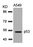 Western blot analysis of extracts from A549 cells using p53(Ab-315) Antibody.