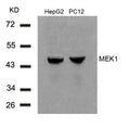 Western blot analysis of extracts from HepG2 and PC12 cells using MEK1(Ab-291) Antibody.