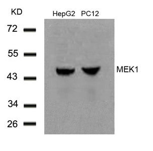 Western blot analysis of extracts from HepG2 and PC12 cells using MEK1(Ab-291) Antibody.