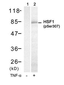 Western blot analysis of extracts from HUVEC cells untreated(lane 1) or treated with TNF-a(lane 2) using HSF1(Phospho-Ser307) Antibody.