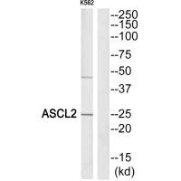 Western blot analysis of extracts from K562 cells, using ASCL2 antibody.