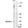 Western blot analysis of extracts from HeLa cells, using NRSN1 antibody.