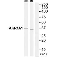 Western blot analysis of extracts from COLO205 cells and NIH-3T3 cells, using AKR1A1 antibody.