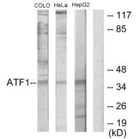 Western blot analysis of extracts from COLO205 cells, HeLa cells and HepG2 cells, using ATF1 antibody.