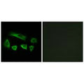 Immunofluorescence analysis of A549 cells, using NT5C1B antibody.