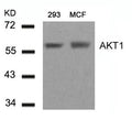 Western blot analysis of extracts from 293 and MCF cells using AKT1(Ab-450) Antibody.