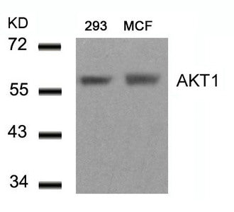 Western blot analysis of extracts from 293 and MCF cells using AKT1(Ab-450) Antibody.