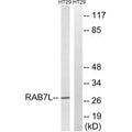 Western blot analysis of extracts from HT-29 cells, using RAB7L1 antibody.