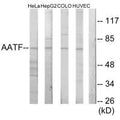 Western blot analysis of extracts from HeLa cells, HepG2 cells, COLO205 cells and HUVEC cells, using AATF antibody.