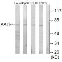 Western blot analysis of extracts from HeLa cells, HepG2 cells, COLO205 cells and HUVEC cells, using AATF antibody.