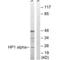 Western blot analysis of extracts from Jurkat cells, treated with insulin (0.01U/ml, 15mins), using HP1 alpha (Ab-92) antibody.
