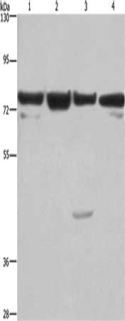 Gel: 6%SDS-PAGE, Lysate: 40 ug, Lane 1-4: HUVEC cells, NIH/3T3 cells, Hela cells, 293T cells, Primary antibody: CSB-PA972038(KLF11 Antibody) at dilution 1/350, Secondary antibody: Goat anti rabbit IgG at 1/8000 dilution, Exposure time: 30 seconds