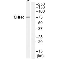 Western blot analysis of extracts from Jurkat cells, using CHFR antibody.