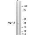 Western blot analysis of extracts from Jurkat cells, using AQP12 antibody.