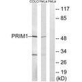 Western blot analysis of extracts from HepG2 cells, using PRIM1 antibody.