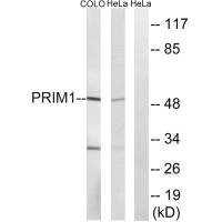 Western blot analysis of extracts from HepG2 cells, using PRIM1 antibody.
