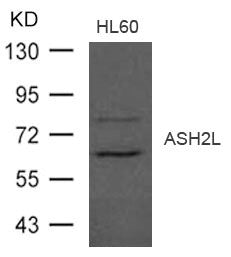 Western blot analysis of extract from HL-60 cells using ASH2L Antibody