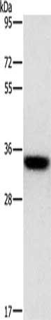 Gel: 15%SDS-PAGE, Lysate: 40 ug, Lane: PC3 cells, Primary antibody: CSB-PA973274(HOXB13 Antibody) at dilution 1/800, Secondary antibody: Goat anti rabbit IgG at 1/8000 dilution, Exposure time: 1 second