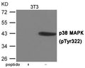Western blot analysis of extracts from 3T3 cells using p38 MAPK (Phospho-Tyr322) Antibody.The lane on the left is treated with the antigen-specific peptide.