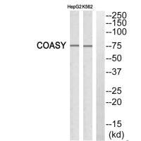 Western blot analysis of extracts from HepG2 cells and K562 cells, using FAF1 antibody.
