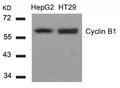 Western blot analysis of extracts from HepG2 and HT29 cells using Cyclin B1(Ab-147) Antibody.