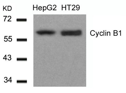 Western blot analysis of extracts from HepG2 and HT29 cells using Cyclin B1(Ab-147) Antibody.
