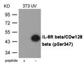 Western blot analysis of extracts from 3T3 cells treated with UV using IL-8R beta/CDw128 beta (Phospho-Ser347) Antibody.The lane on the left is treated with the antigen-specific peptide.