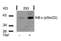 Western blot analysis of extracts from 293 cells untreated or treated with TNF using IkB-e(Phospho-Ser22) Antibody.