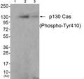 Western blot analysis of extracts from K562 cells (Lane 2) and 3T3 cells (Lane 3), using P130 Cas(Phospho-Tyr410) Antibody. The lane on the left is treated with antigen-specific peptide.