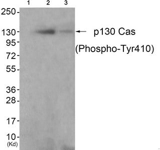 Western blot analysis of extracts from K562 cells (Lane 2) and 3T3 cells (Lane 3), using P130 Cas(Phospho-Tyr410) Antibody. The lane on the left is treated with antigen-specific peptide.
