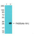 Western blot analysis of extracts from A549 cells (Lane 2), using FADD (Ab-191) antiobdy. The lane on the left is treated with synthesized peptide.