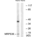 Western blot analysis of extracts from HepG2 cells, using MRPS36 antibody.