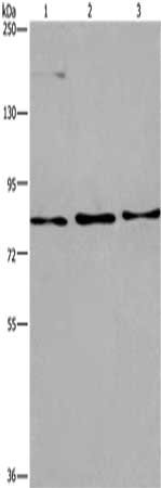 Gel: 6%SDS-PAGE, Lysate: 40 ug, Lane 1-3: Raji cells, 293T cells, PC3 cells, Primary antibody: CSB-PA977504(AGO4 Antibody) at dilution 1/450, Secondary antibody: Goat anti rabbit IgG at 1/8000 dilution, Exposure time: 1 minute