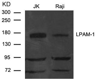Western blot analysis of extract from JK and Raji cells using LPAM-1(Integrin a4, CD49d) Antibody