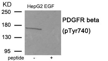 Western blot analysis of extracts from HepG2 cells treated with EGF using Phospho-PDGFR beta (Tyr740) antibody.The lane on the right is treated with the antigen-specific peptide.
