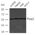 Western blot analysis of extract from SW626, HepG2, Hela and MCF-7 cells using Foxj1(HFH4) Antibody