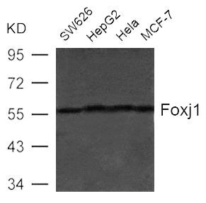 Western blot analysis of extract from SW626, HepG2, Hela and MCF-7 cells using Foxj1(HFH4) Antibody