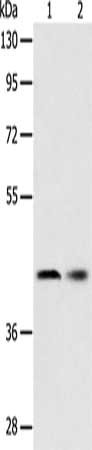 Gel: 10%SDS-PAGE, Lysate: 40 ug, Lane 1-2: Human fetal liver tissue, Hela cells, Primary antibody: CSB-PA979705(SERPINA5 Antibody) at dilution 1/700, Secondary antibody: Goat anti rabbit IgG at 1/8000 dilution, Exposure time: 10 minutes