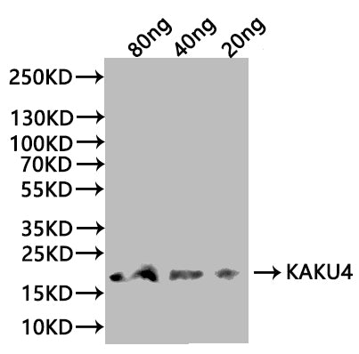 Western Blot
Positive WB detected in: recombinant protein
All lanes:KAKU4 Antibody at 1:1000
Secondary
Goat polyclonal to rabbit IgG at 1/20000 dilution
Predicted band size: 18.6 kDa
Observed band size: 19 kDa