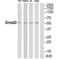 Western blot analysis of extracts from 293 cells, JurKat cells, HepG2 cells and K562 cells, using Smad2 (Ab-465) antibody.