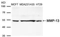 Western blot analysis of extracts from MCF,MDA231,MDA435 and HT29 cells using MMP-13 Antibody .
