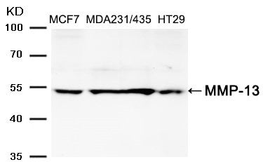 Western blot analysis of extracts from MCF,MDA231,MDA435 and HT29 cells using MMP-13 Antibody .
