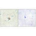 Immunohistochemistry analysis of paraffin-embedded human brain tissue using CELSR3 antibody.