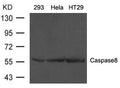 Western blot analysis of extract from 293, Hela and HT29 cells using Caspase8 Antibody